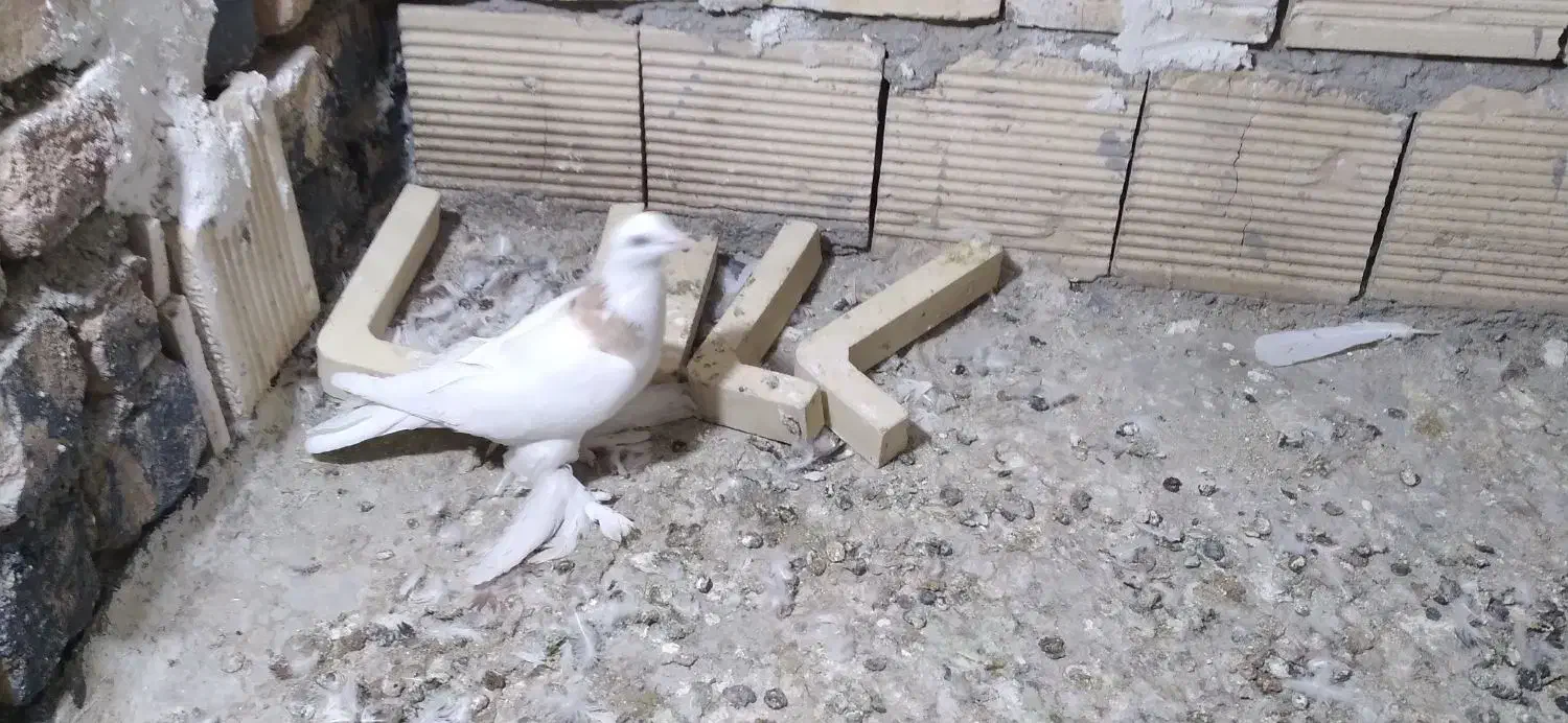 کبوتر طوقی|پرنده|خوانسار, |دیوار