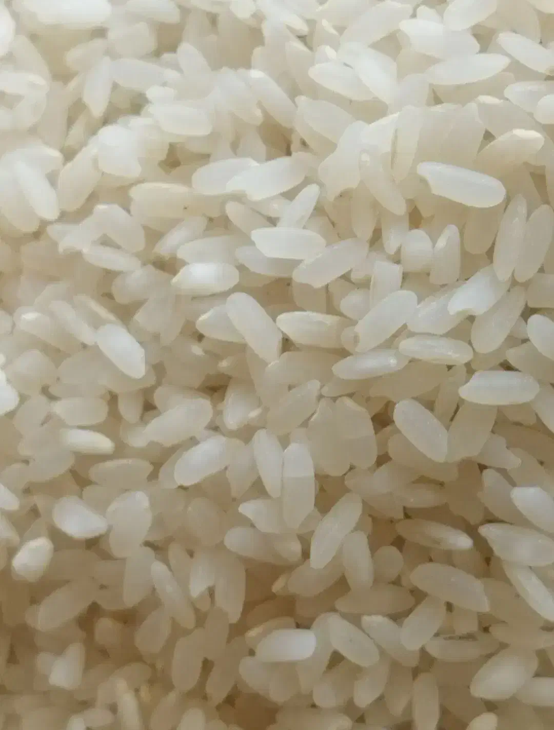 برنج کامفیروزی|خوردنی و آشامیدنی|شیراز, میانرود|دیوار