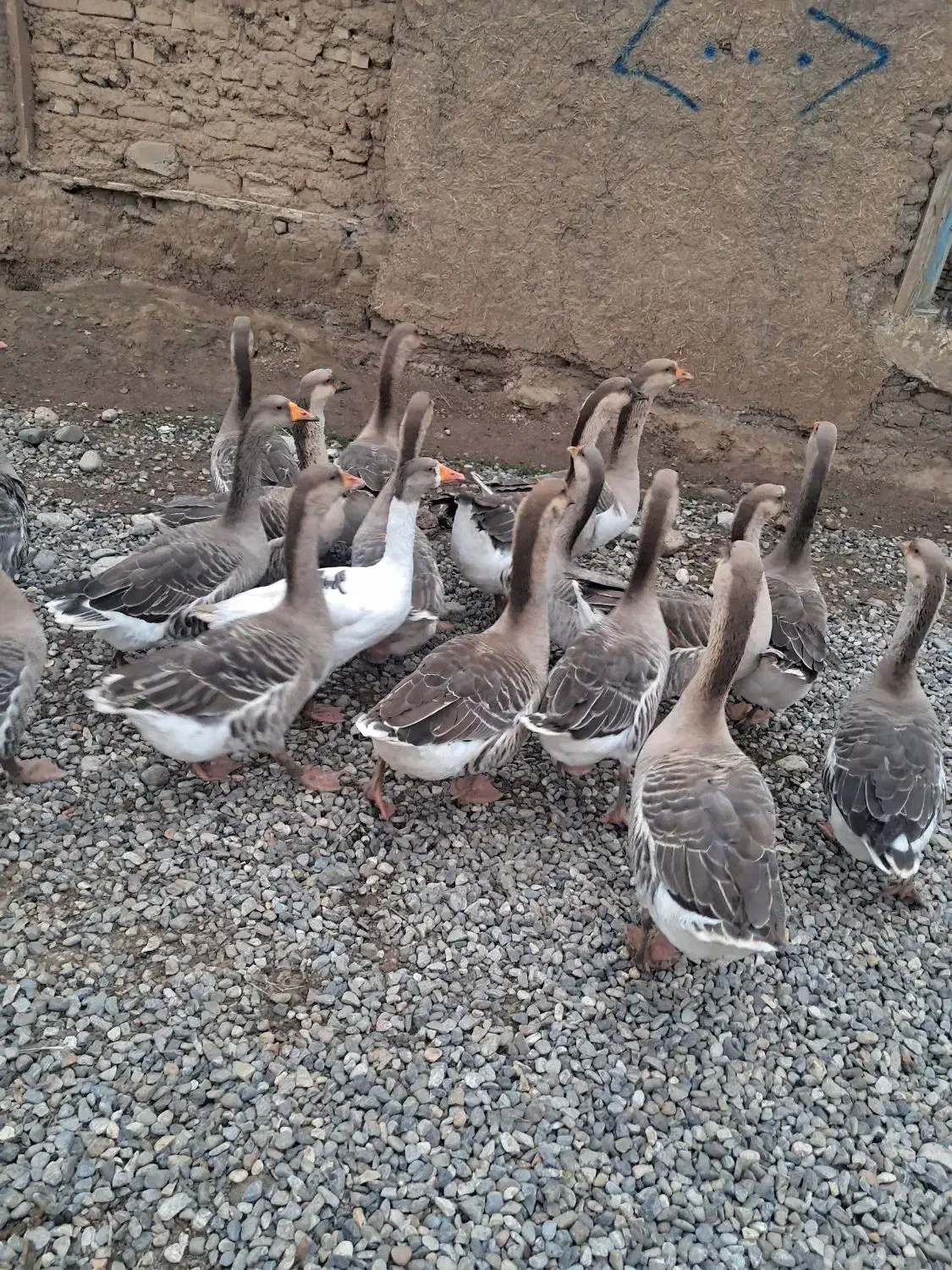 قو غاز|حیوانات مزرعه|سنگدوین, |دیوار