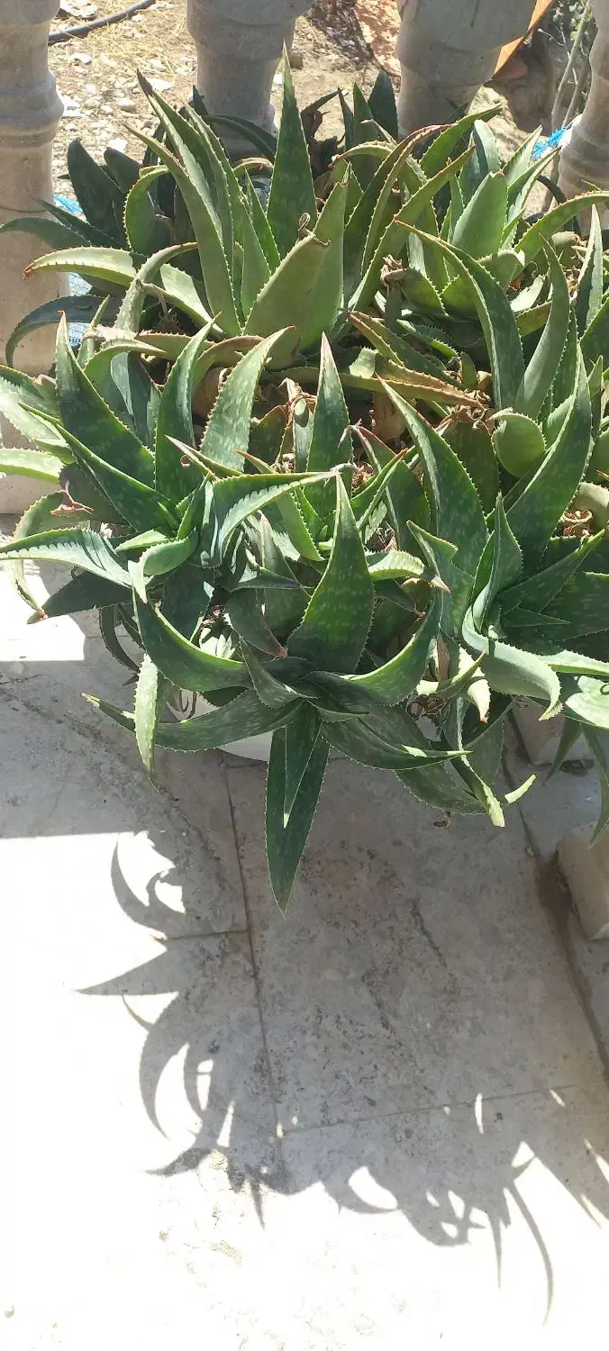 فروش گل آلوورا|گل و گیاه طبیعی|ماسال, |دیوار