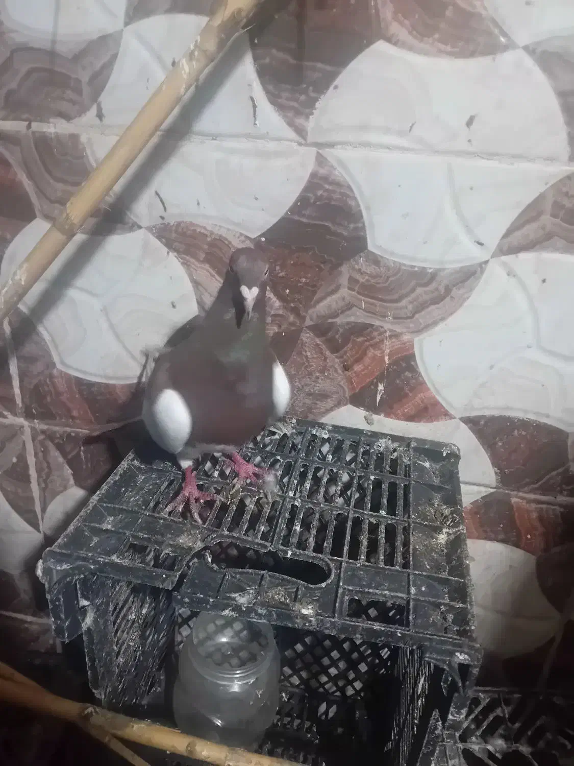 کبوتر|پرنده|علیآباد کتول, |دیوار