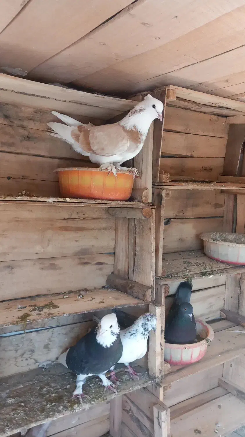 کبوتر زرد|پرنده|نقده, |دیوار