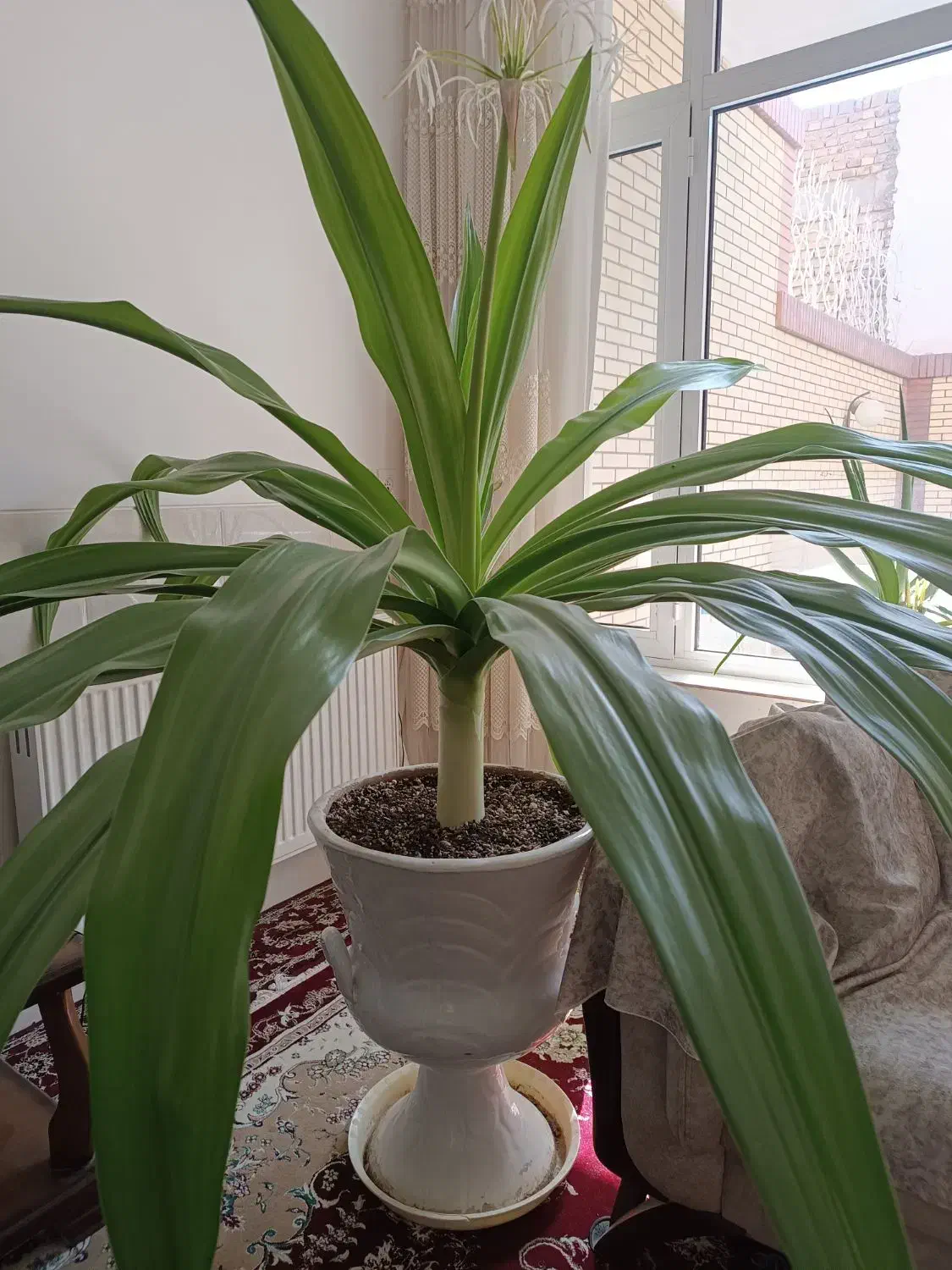 گل سوسن عنکبوتی|گل و گیاه طبیعی|اردکان, |دیوار