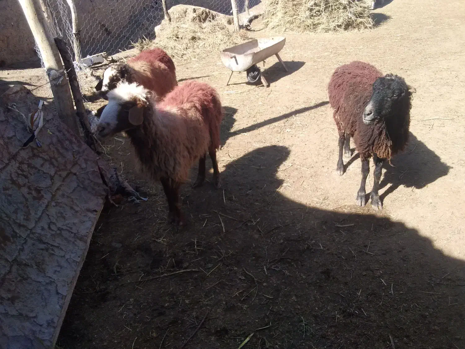 3عدد میش تخمی|حیوانات مزرعه|تربت جام, جامرود|دیوار