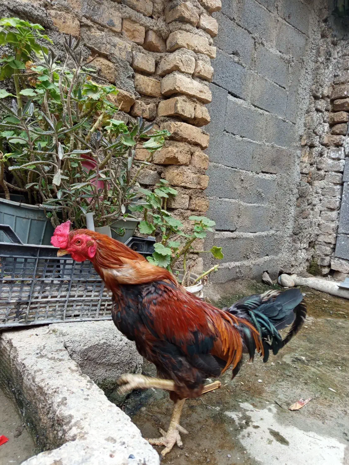 خروس|حیوانات مزرعه|جلین, |دیوار