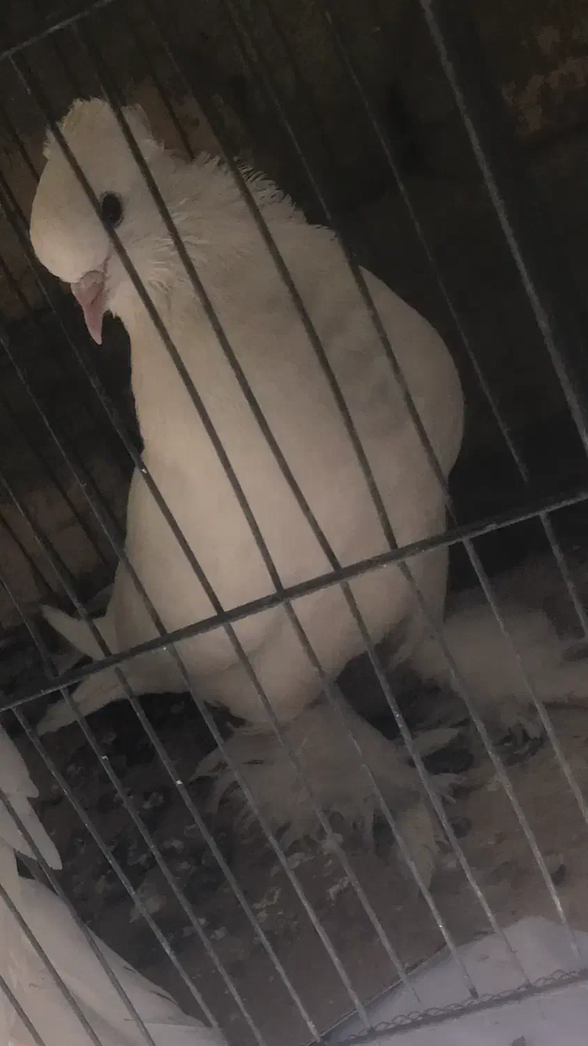 کبوتر ماده راعب معاوضه با زاغ|پرنده|شاهین‌شهر, شهرک گلدیس|دیوار