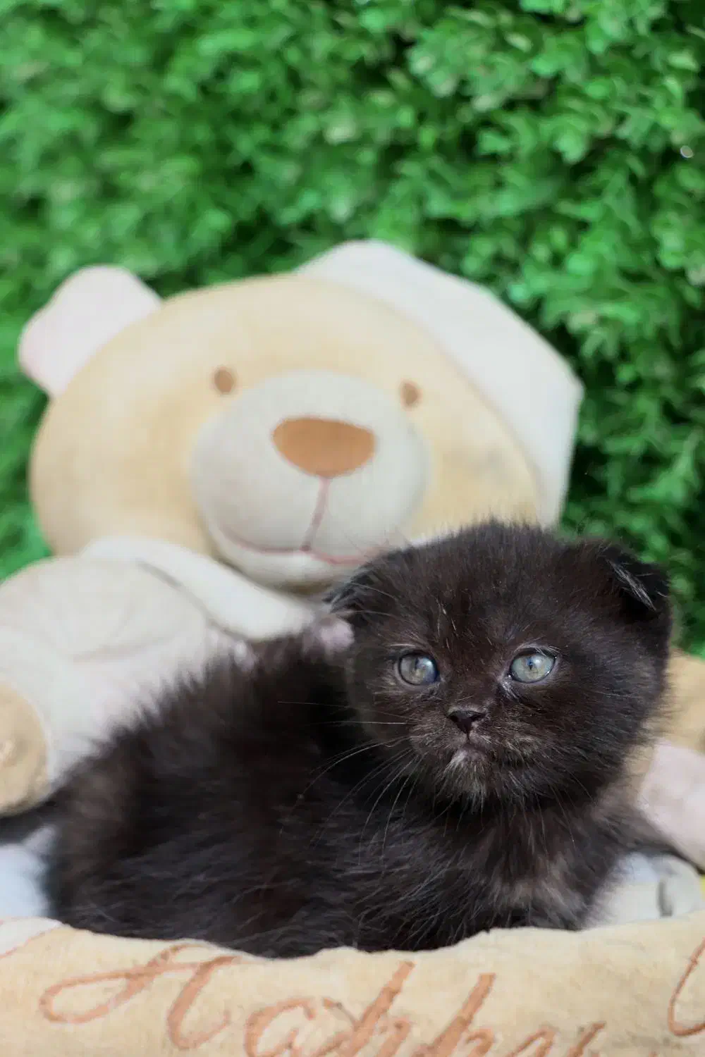 اسکاتیش مینی عروسکی|گربه|کرج, گوهردشت|دیوار