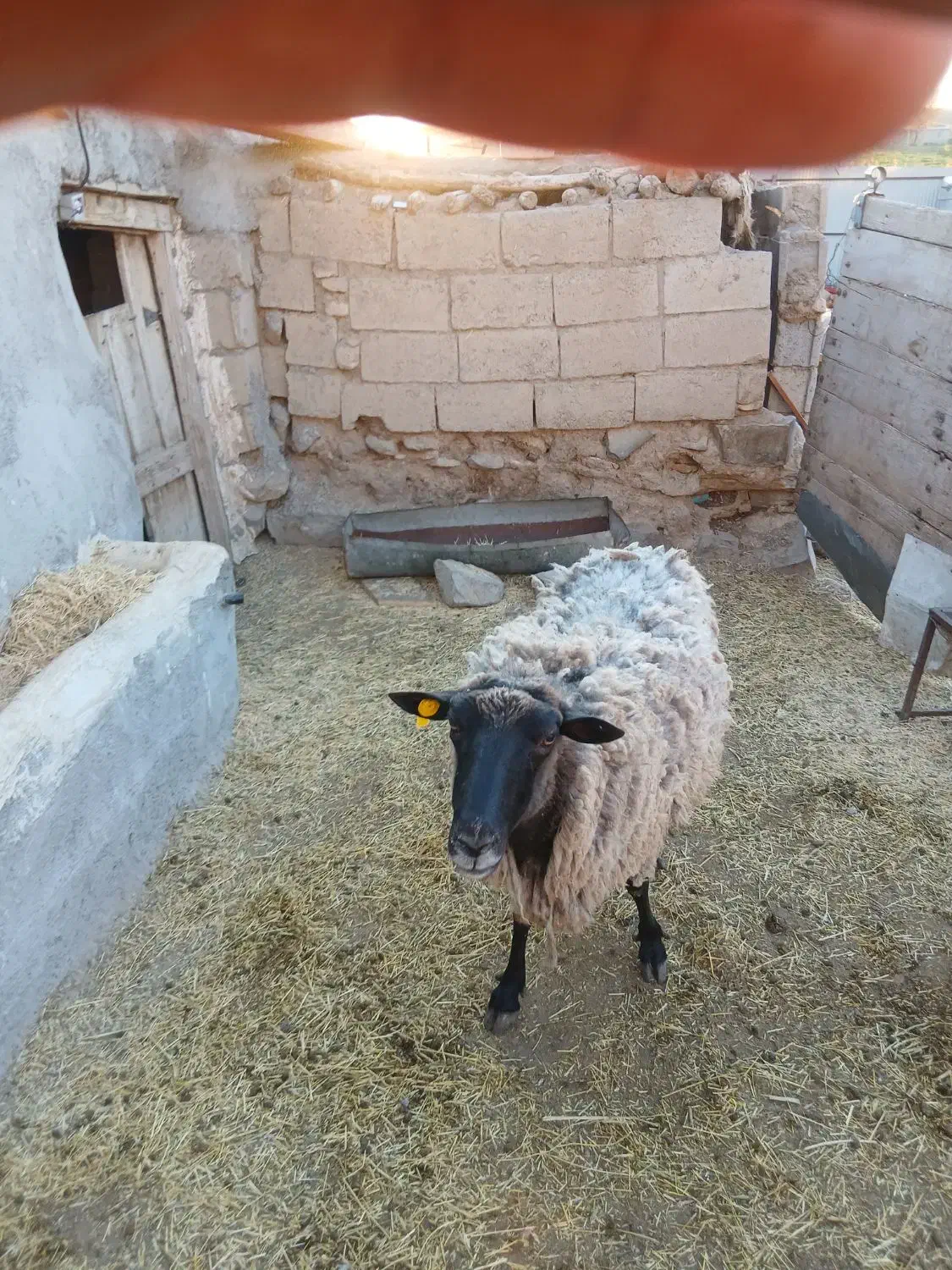 گوسفند رومانوف|حیوانات مزرعه|ارشق, |دیوار