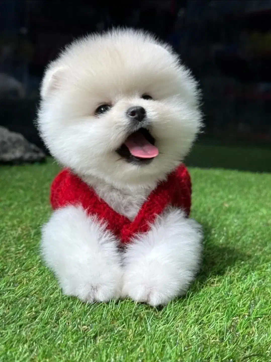 پوم سگ پامر خرسی.پامرانین عروسکی گرید A|سگ|شیراز, فرهنگ شهر|دیوار