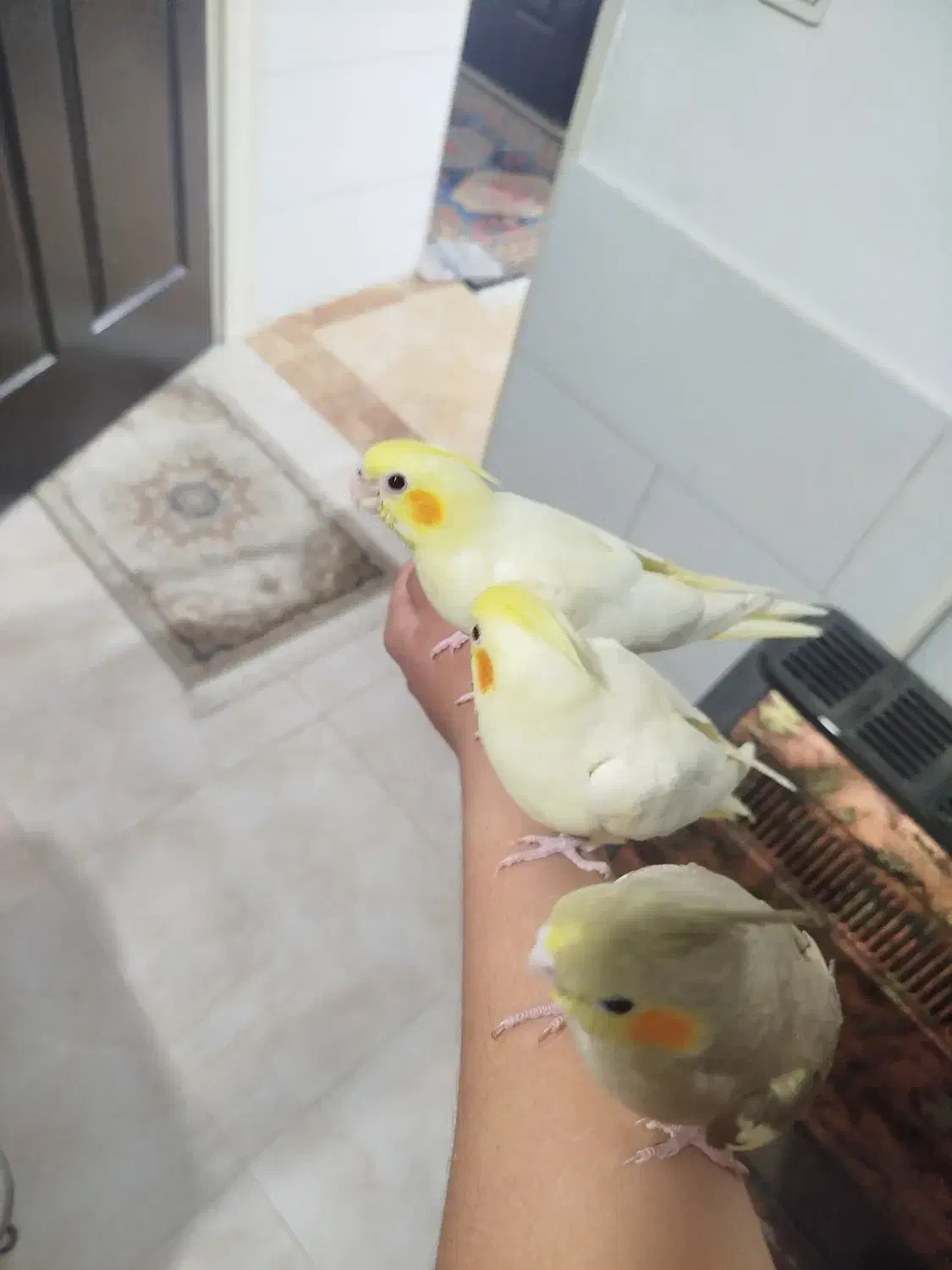 عروس هلندی|پرنده|کمیجان, |دیوار