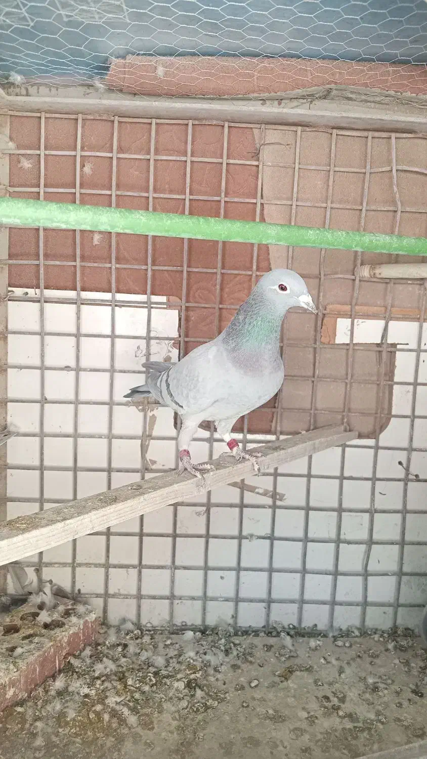 کبوتر فروشی|پرنده|کهریزک, |دیوار