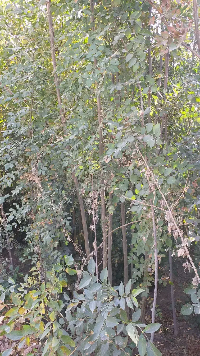 نهال زبان گنجشک|حراج|پیر بکران, |دیوار