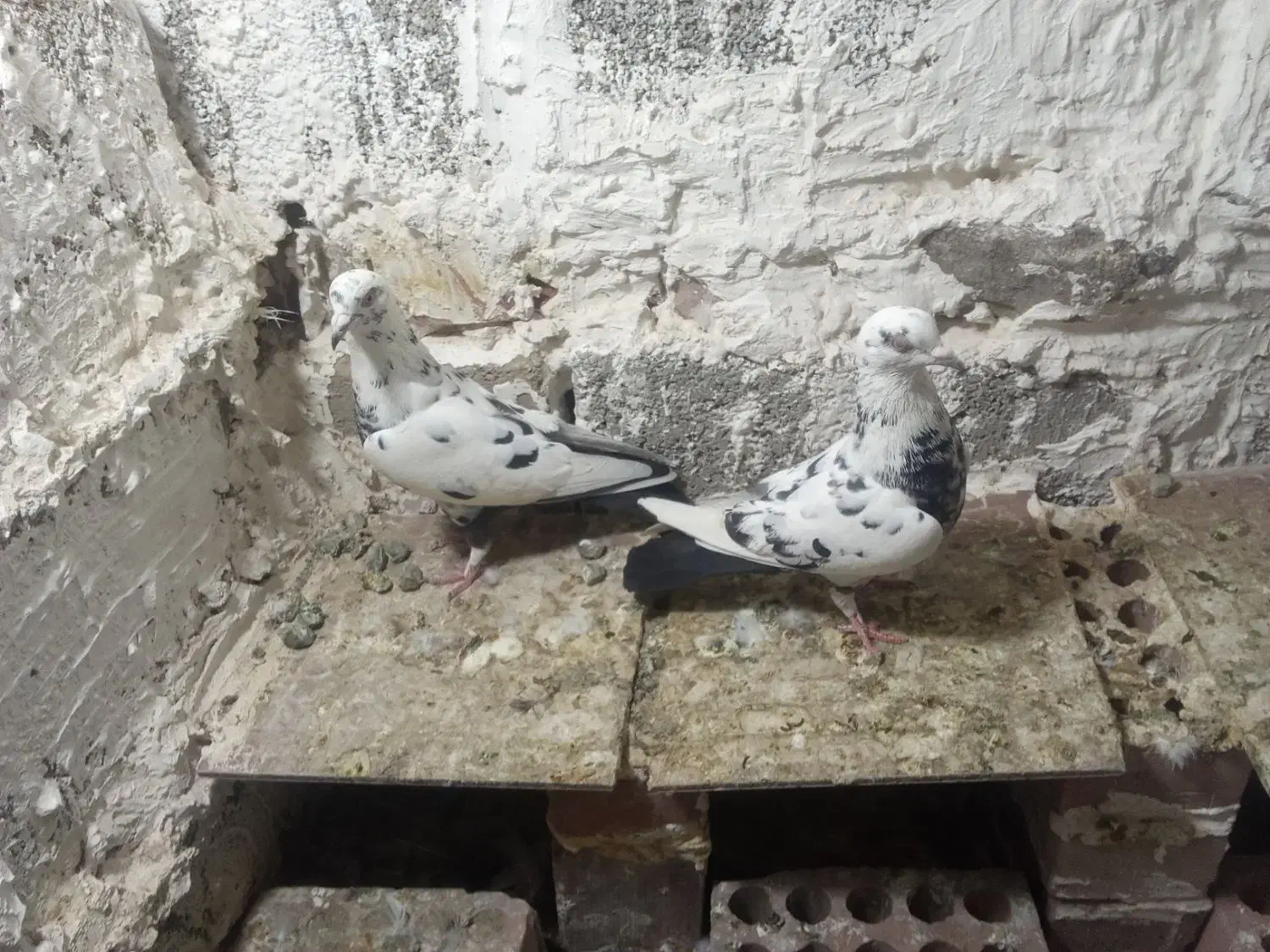 دو جفت کفتر فروشی روی هم|پرنده|جیرفت, |دیوار