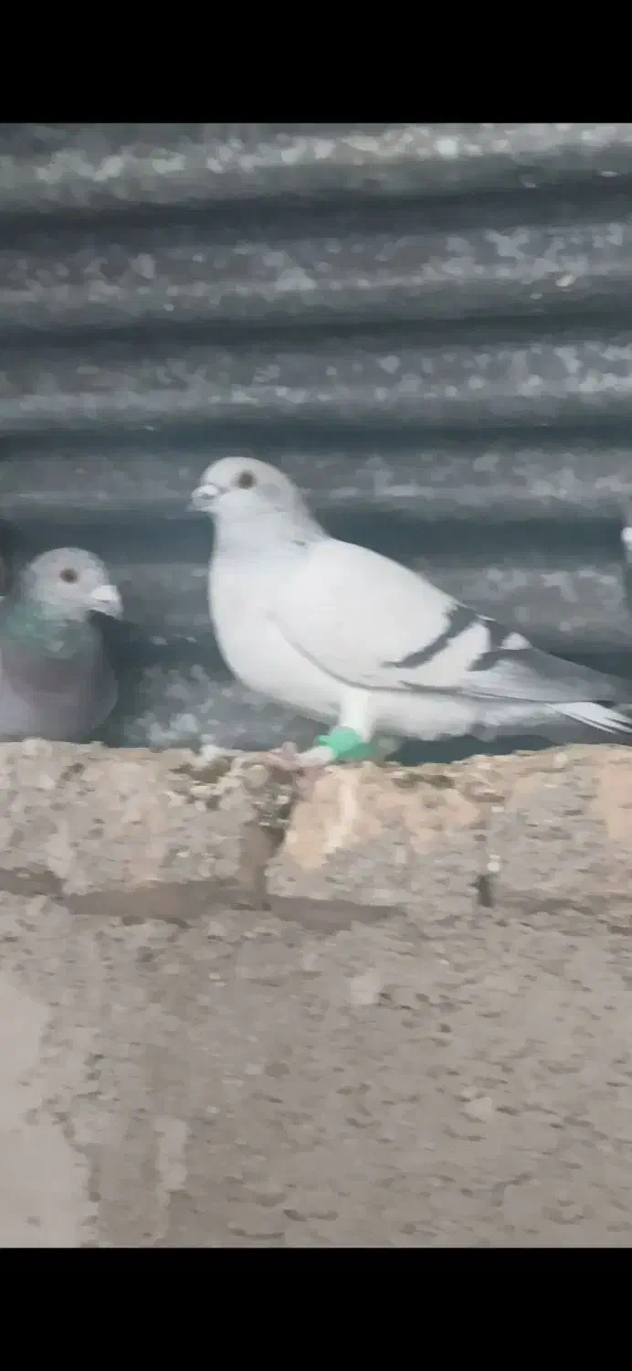 کبوتر|حیوانات|مرودشت, مجد آباد|دیوار