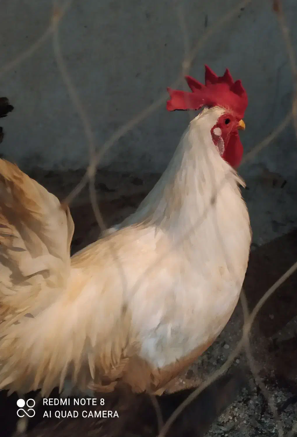 خروس محلی|حیوانات مزرعه|بندر دیر, |دیوار