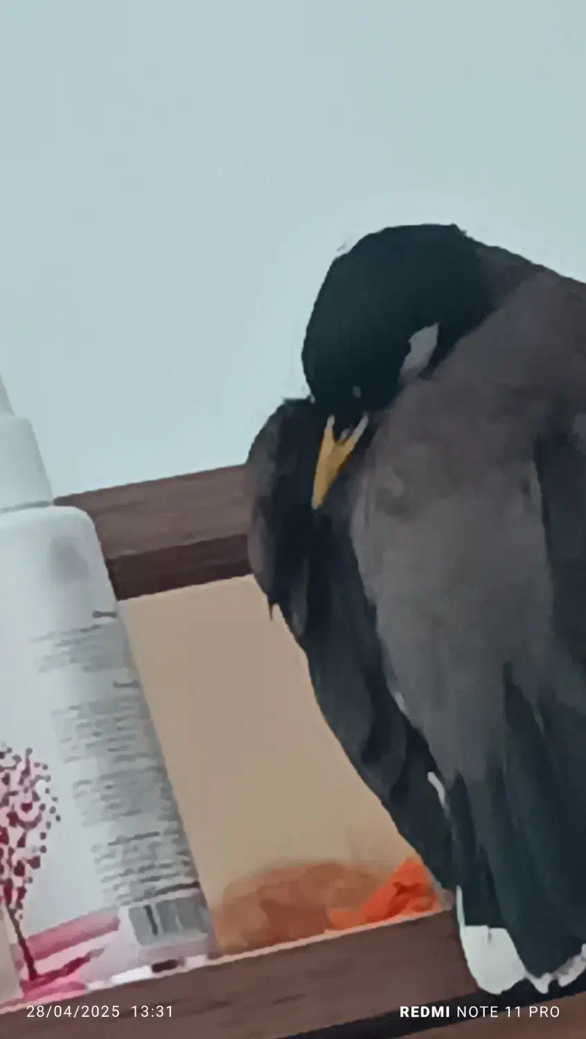 مرغ مینا|پرنده|شاهرود, |دیوار