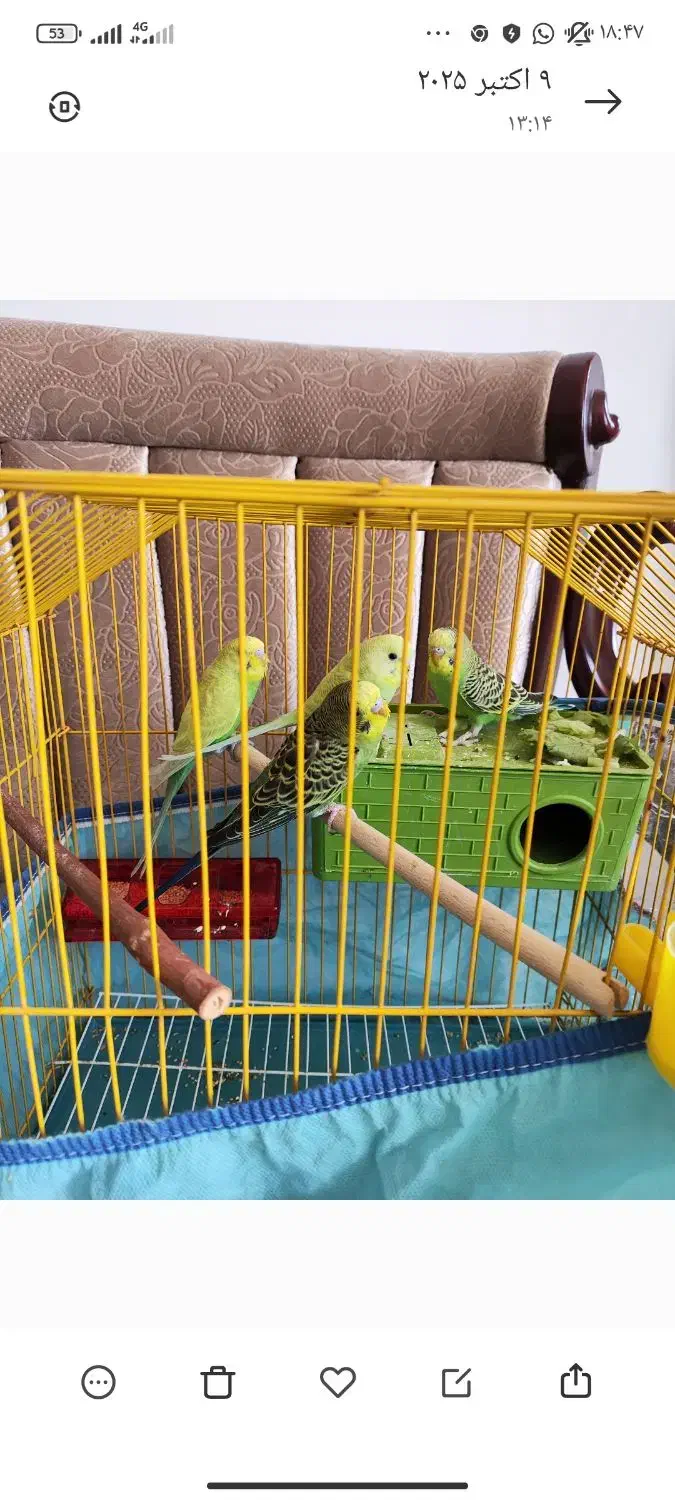 واگذاری مرغ عشق|پرنده|جم, |دیوار