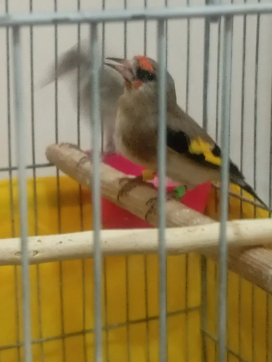 سهره نر بخونه|پرنده|بیرجند, |دیوار