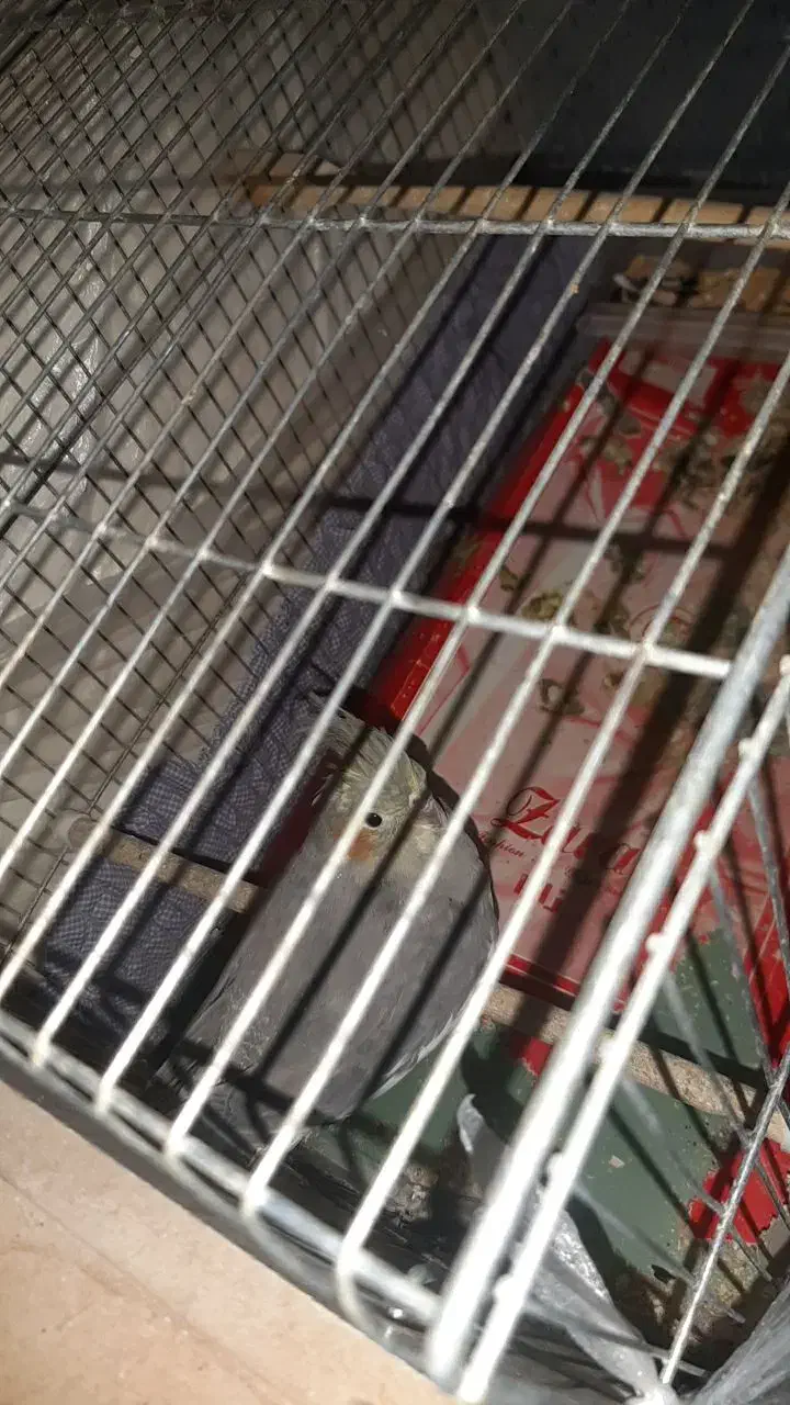 یک جفت عروس هلندی با تخم|پرنده|تبریز, |دیوار