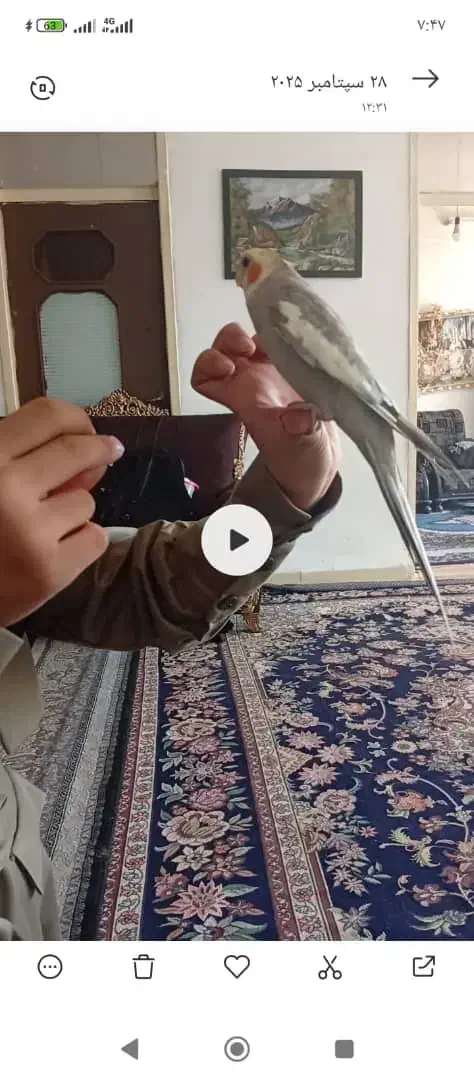 عروس هلندی گمشده|حیوانات|خرم‌آباد, |دیوار