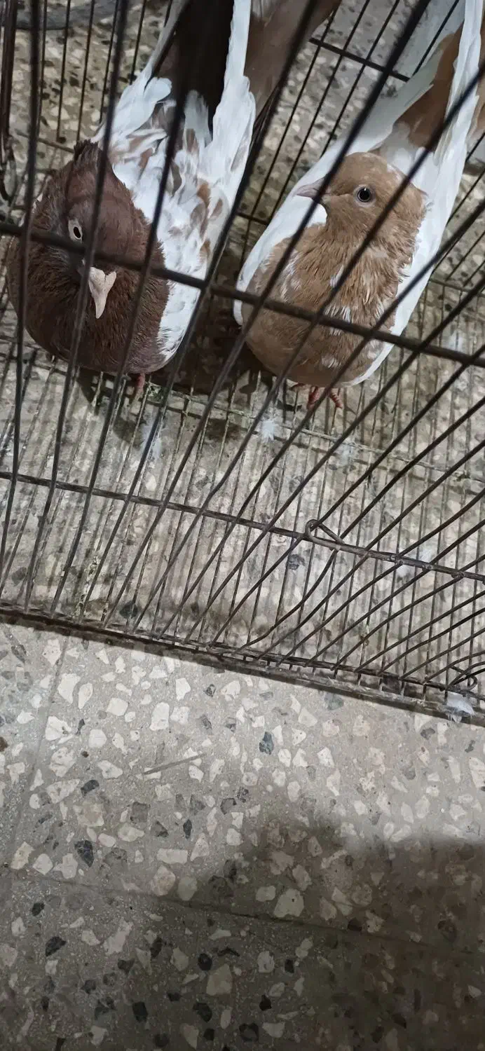 چن جفت کبوتر|پرنده|سبزوار, قصبه شرقی|دیوار