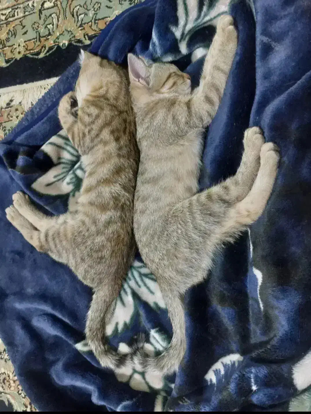 واگذاری دو گربه ماده|گربه|زنجان, |دیوار