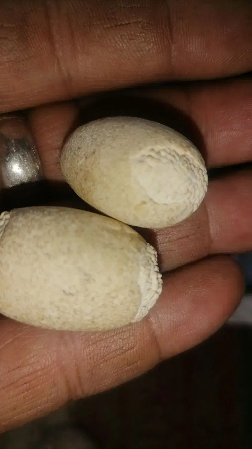 سنگ گبری|جواهرات|اهواز, بهارستان|دیوار