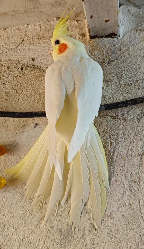 عروس هلندی لوتینو|پرنده|صدرا-فارس, باغشهر گلبهار صدرا|دیوار