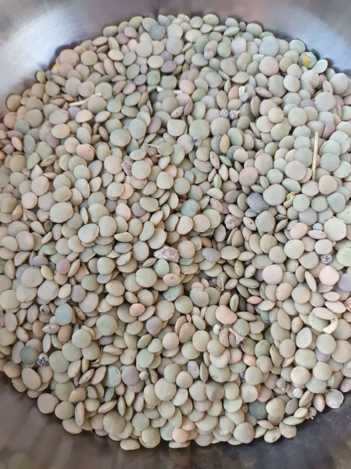 عدسی|عمده‌فروشی|سجاس رود, |دیوار