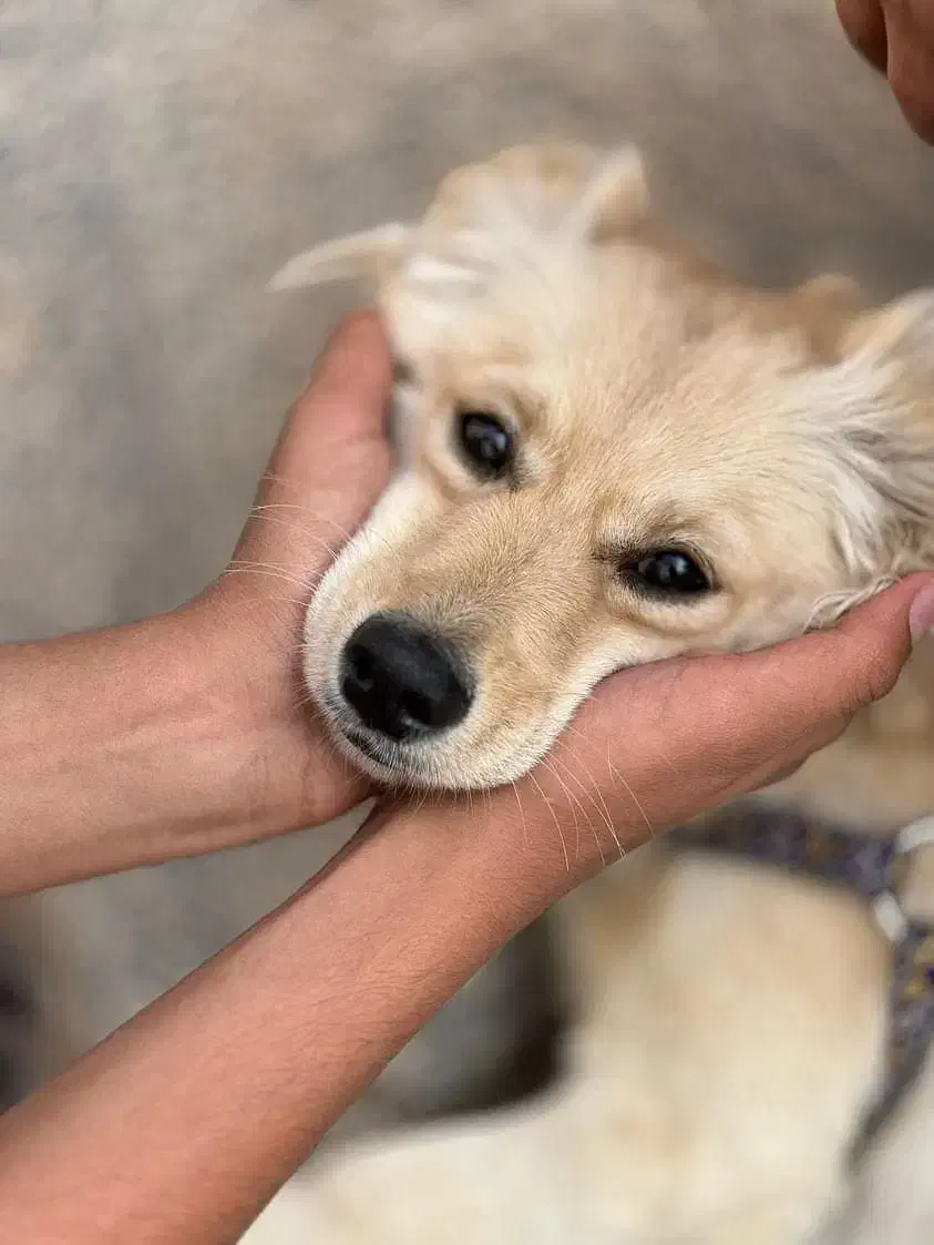 واگذاری اشپیتز گلدن|سگ|اصفهان, خوراسگان|دیوار