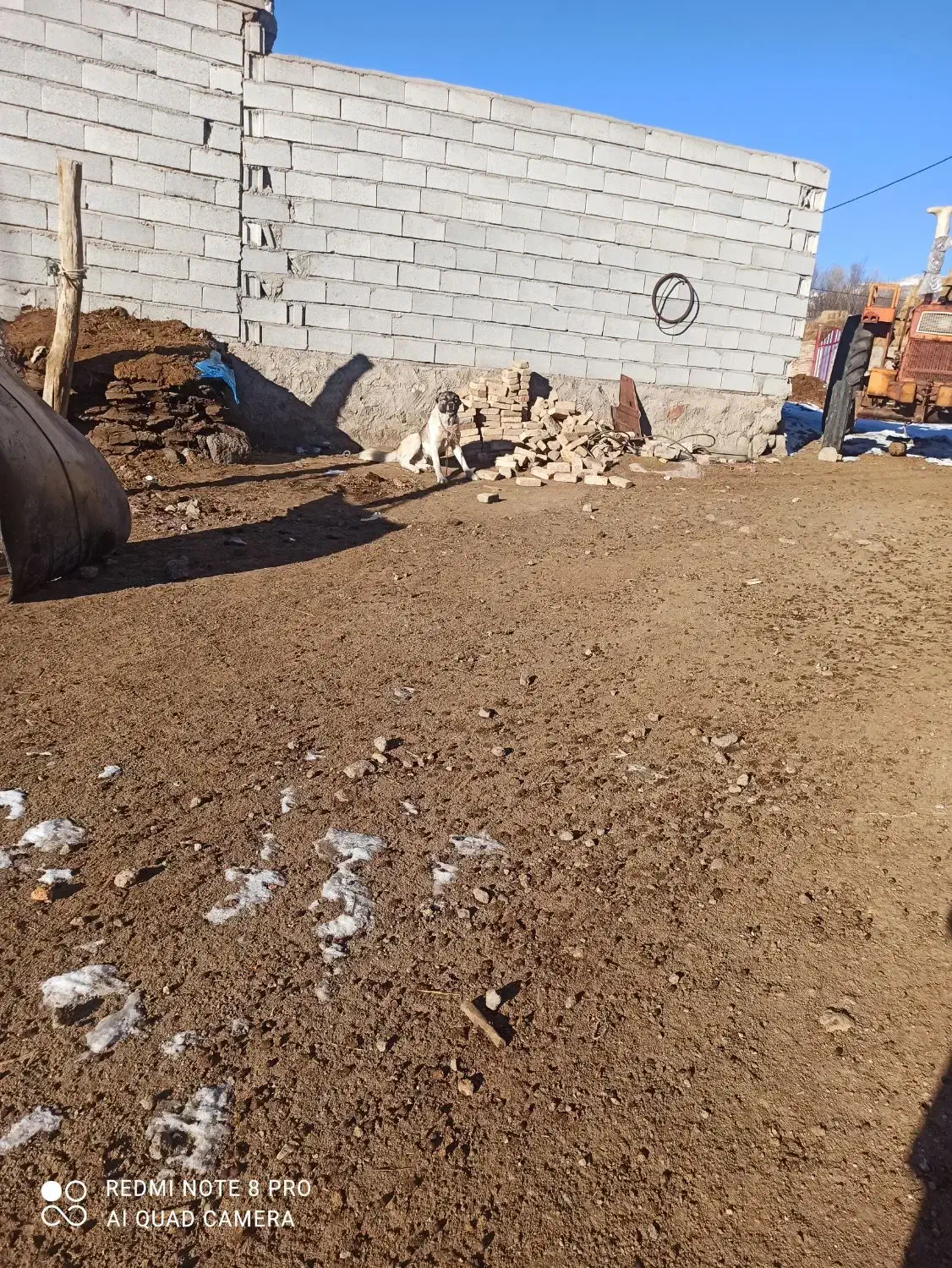 دوسگ|سگ|شیراز, داریون|دیوار