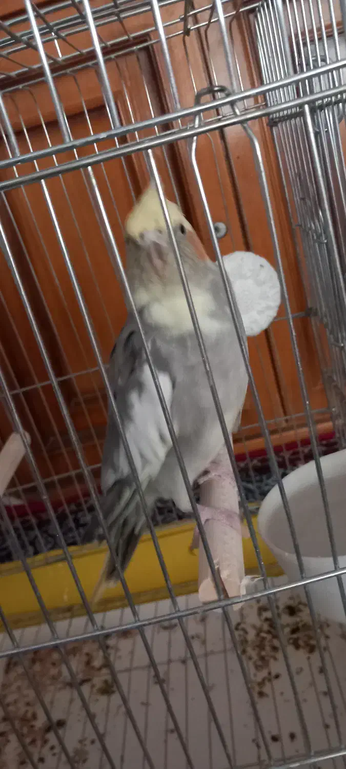 عروس هلندی ماده|پرنده|ملایر, |دیوار