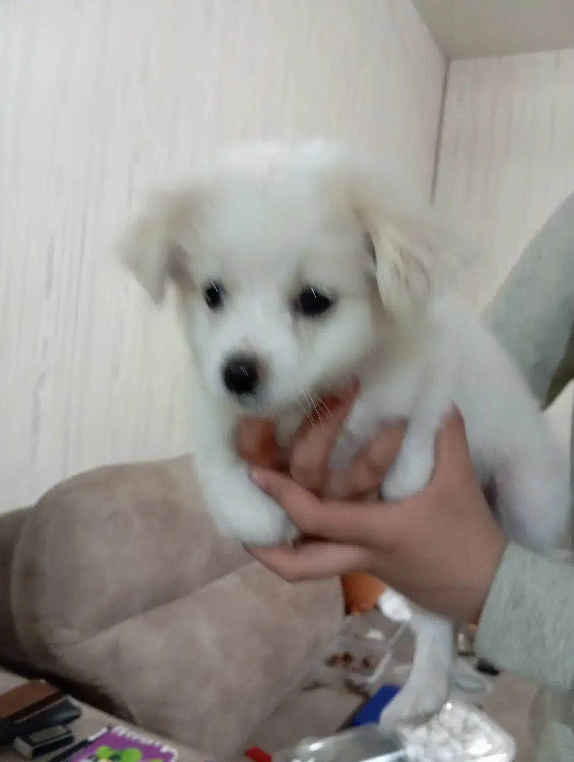 باسلام توله پامر۳ماهه شناسنامه واکسن خورده|سگ|مرودشت, سهلآباد|دیوار