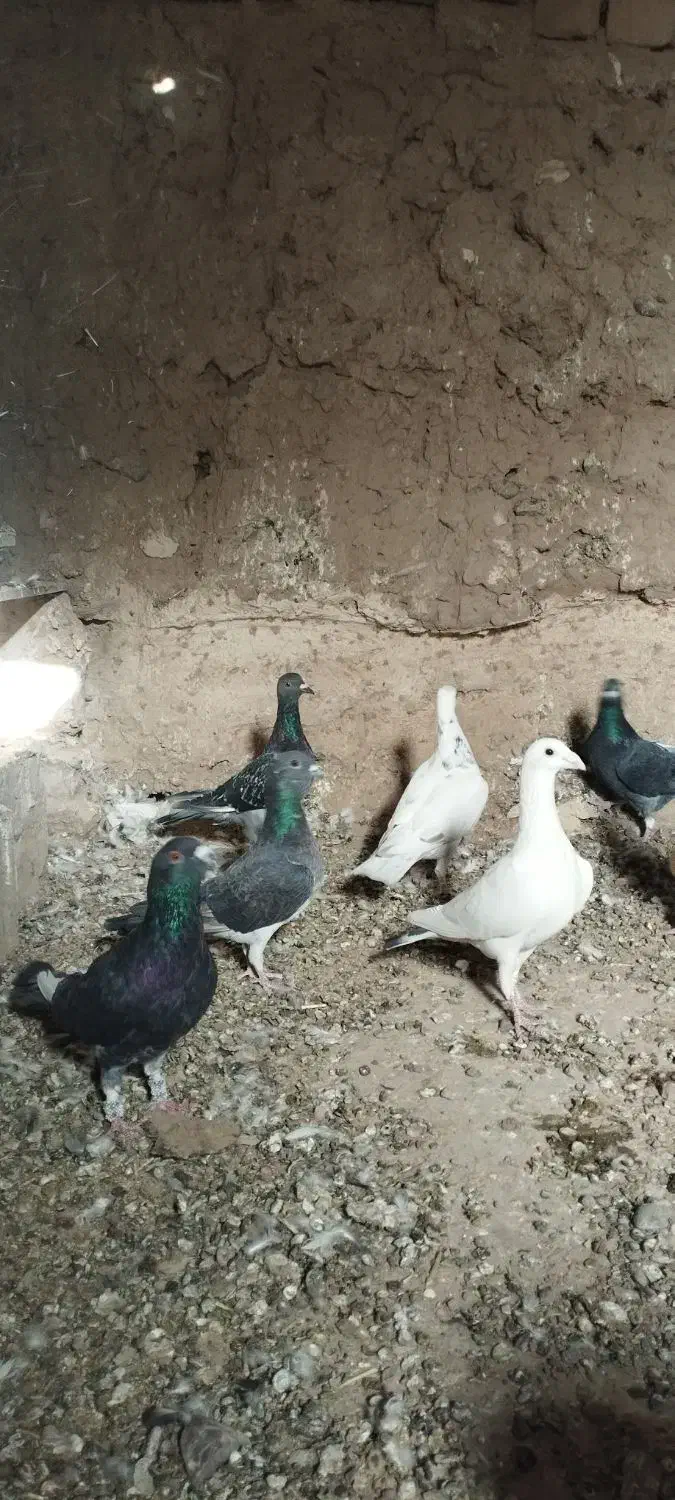 ده تا کبوتر آلمانی پرشی|پرنده|رشتخوار, |دیوار