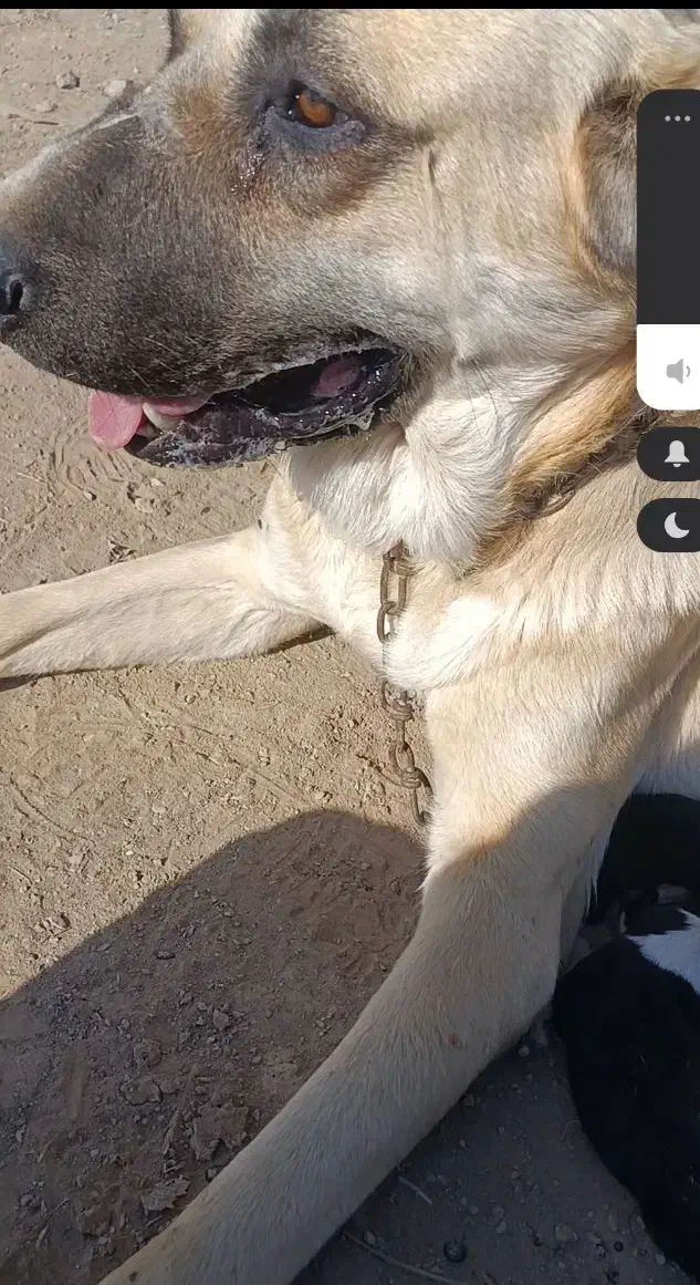 توله خراسانی|سگ|سبزوار, توحیدشهر|دیوار