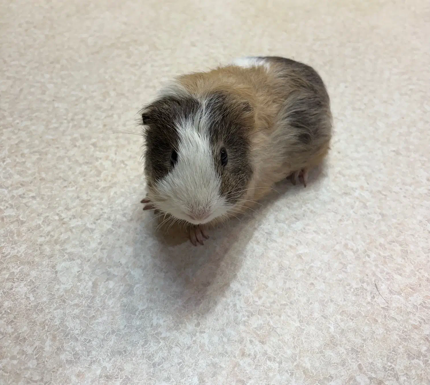 خوکچه هندی ناز و دستی|موش و خرگوش|تهران, فلسطین (میدان انقلاب)|دیوار