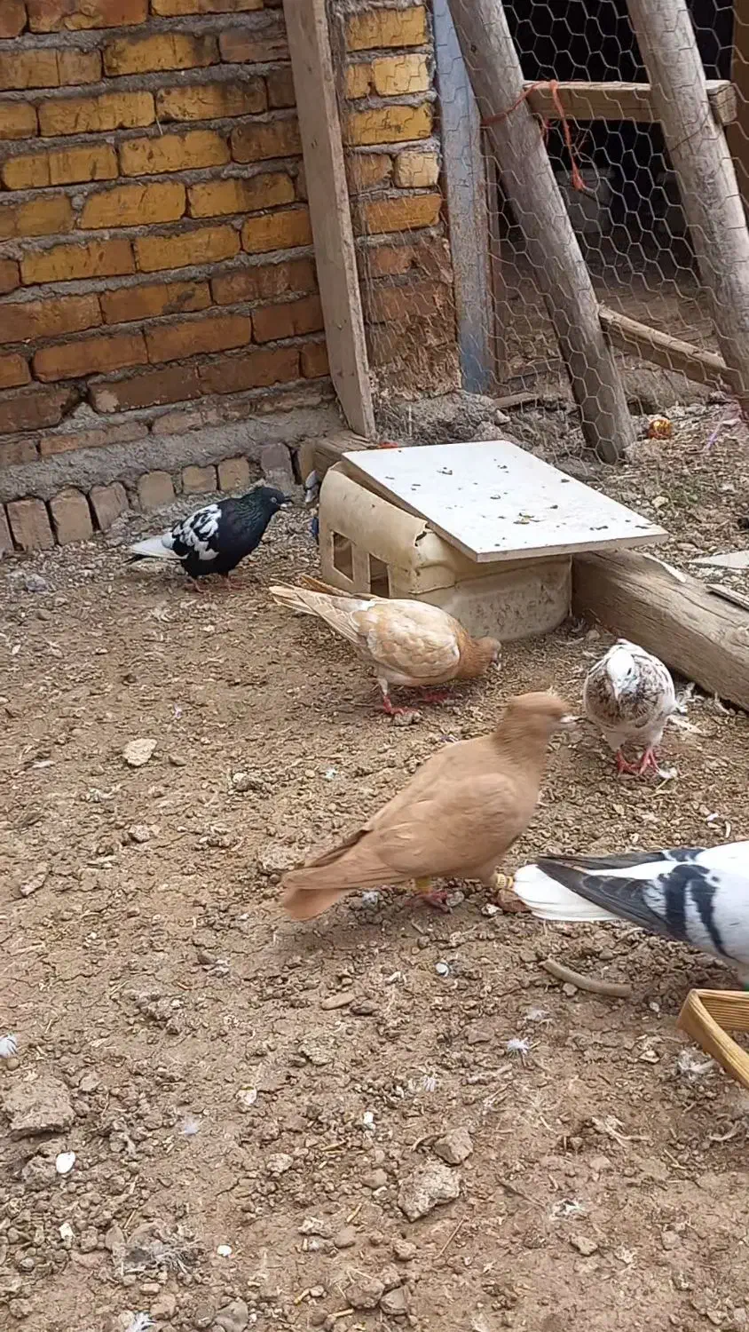 کبوتر طوقی خوشرنگ بدرنگ|پرنده|قزوین, |دیوار