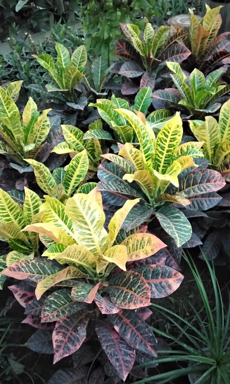 گل و گلدان|گل و گیاه طبیعی|ارومیه, |دیوار