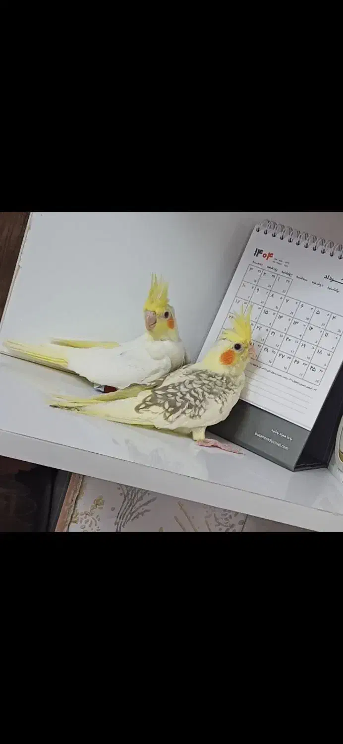 خریدار عروس شما هستم دونخور فروش هم دارم|پرنده|لاهیجان, لیالستان|دیوار