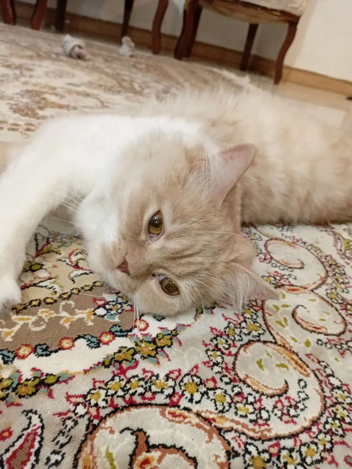 گربه بریتیش|گربه|ساوه, |دیوار