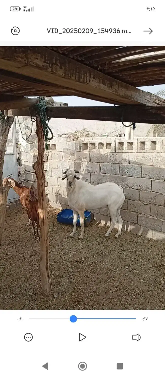 بزه نری صومال|حیوانات مزرعه|بندرعباس, |دیوار