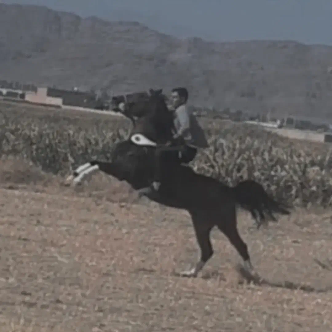 نریان کرد|اسب و تجهیزات اسب‌سواری|سلماس, |دیوار