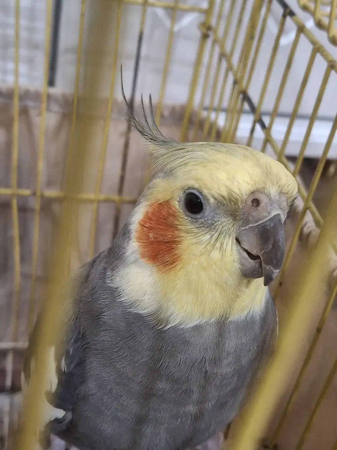 عروس هلندی|پرنده|رشت, استقامت ۲|دیوار