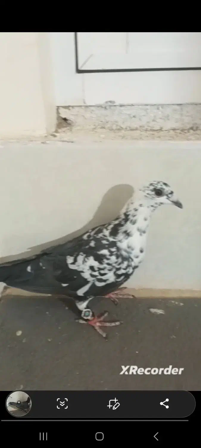 نرماده سوسکی آس|پرنده|تربت‌حیدریه, حاجی یار‎|دیوار