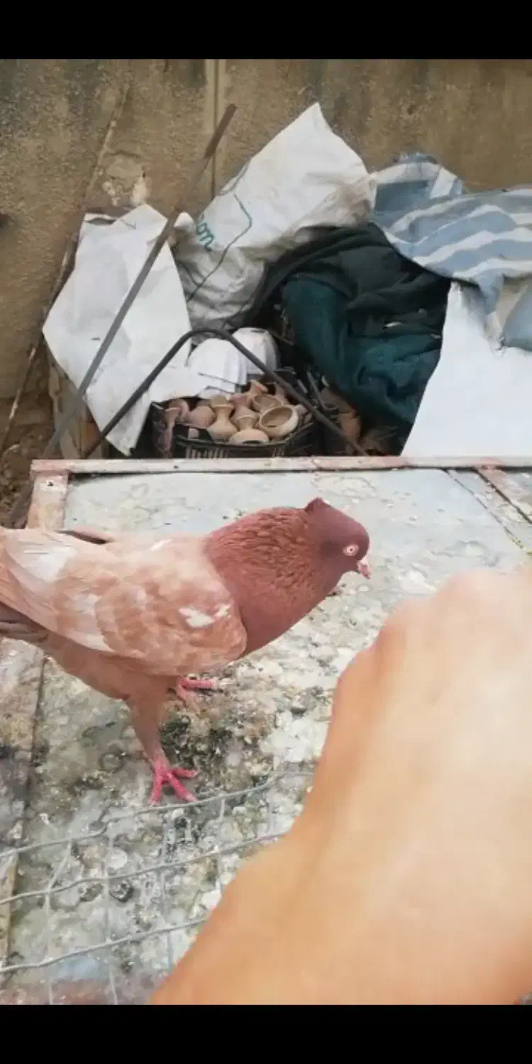 کبوتر سینه سرخ نسبتا جوجه دستی گمشده در نواحی|پرنده|فسا, |دیوار