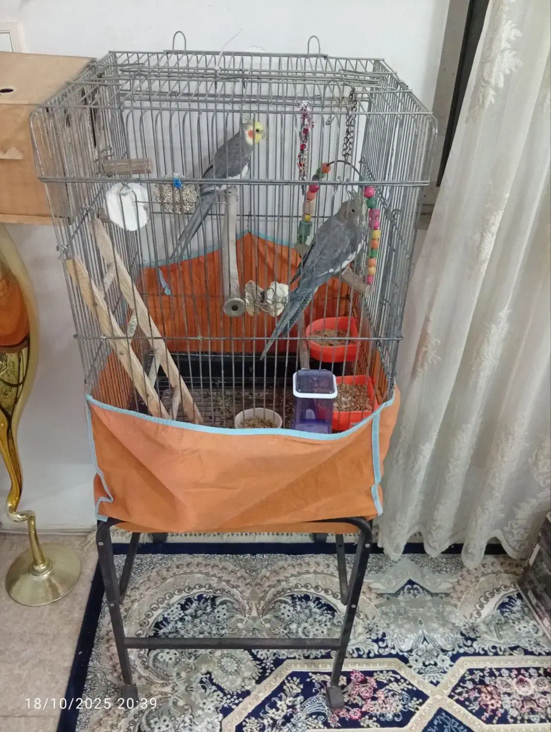 عروس هلندی مولد|پرنده|پاکدشت, پاکدشت (مامازند)|دیوار