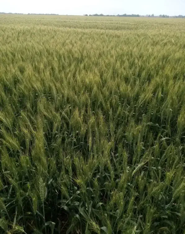 ۵/۵ هکتار زمین کشاورزی آبی|اجارهٔ دفتر صنعتی، کشاورزی، تجاری|رامشیر, |دیوار