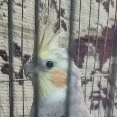 عروس هلندی|پرنده|شریفآباد, |دیوار