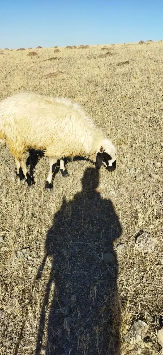 توغلی دامازدیغ|حیوانات مزرعه|ارشق, |دیوار