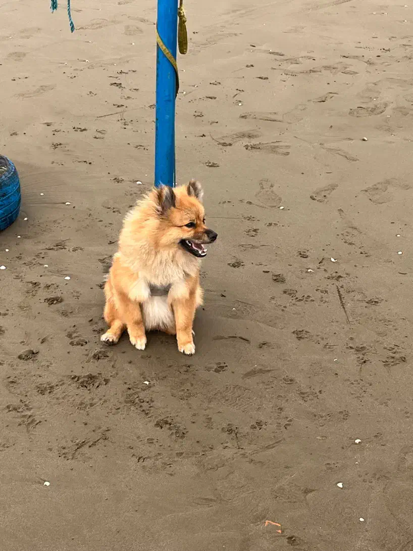 واگذاری سگ پامر|سگ|پرند, فاز ۵|دیوار